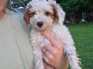 Miniature Poodle dogs Miniature Poodle Puppy 1 - Ad 20