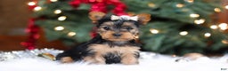 Yorkshire Terrier dogs for sale: Stella - Ad 2