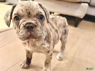 French Bulldog dogs - Ad 22