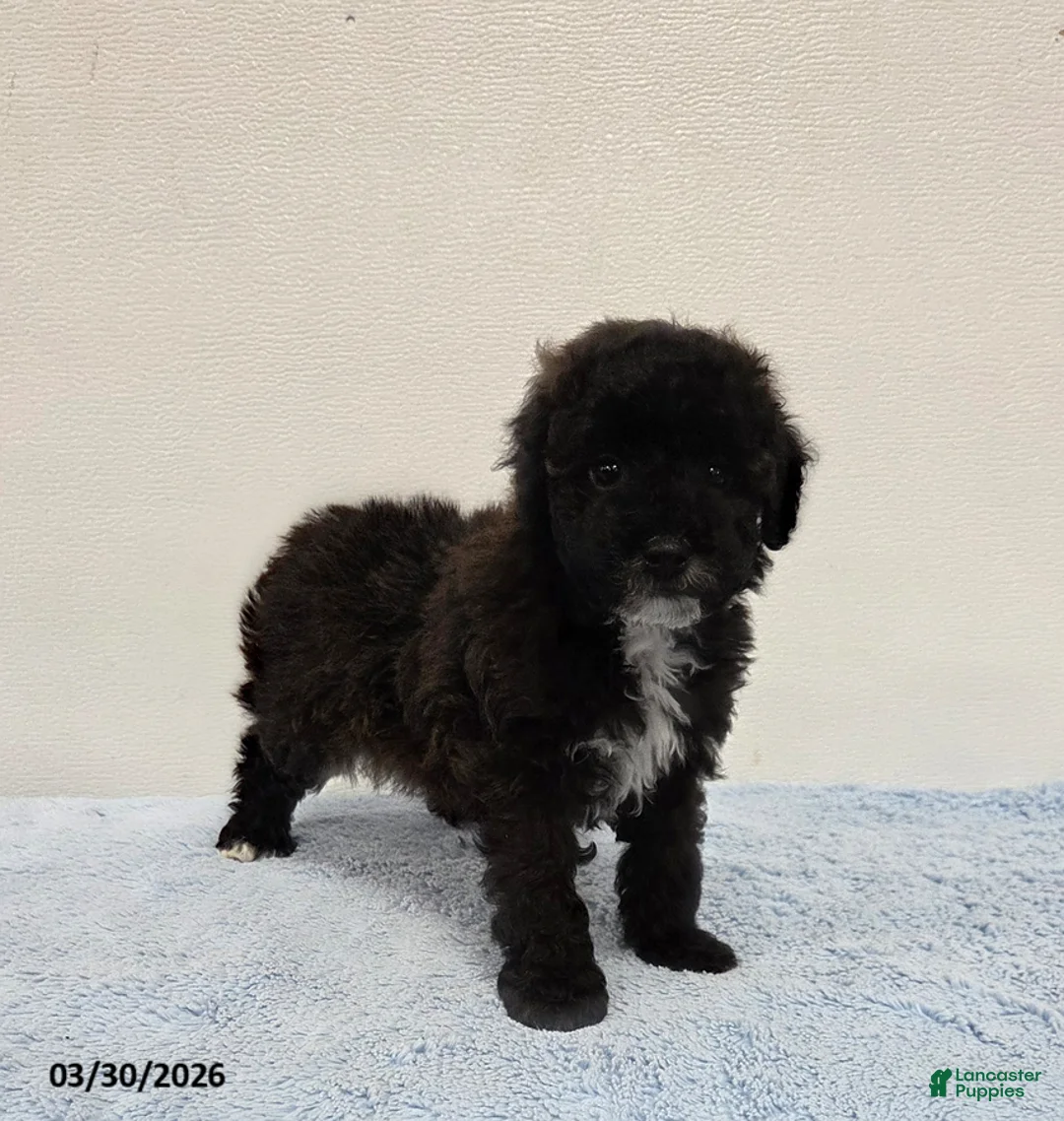 Mini Goldendoodle dogs for sale: Corey - Ad 2