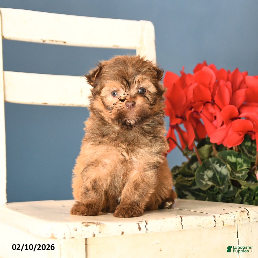 Havanese dogs Pal  - Ad 2