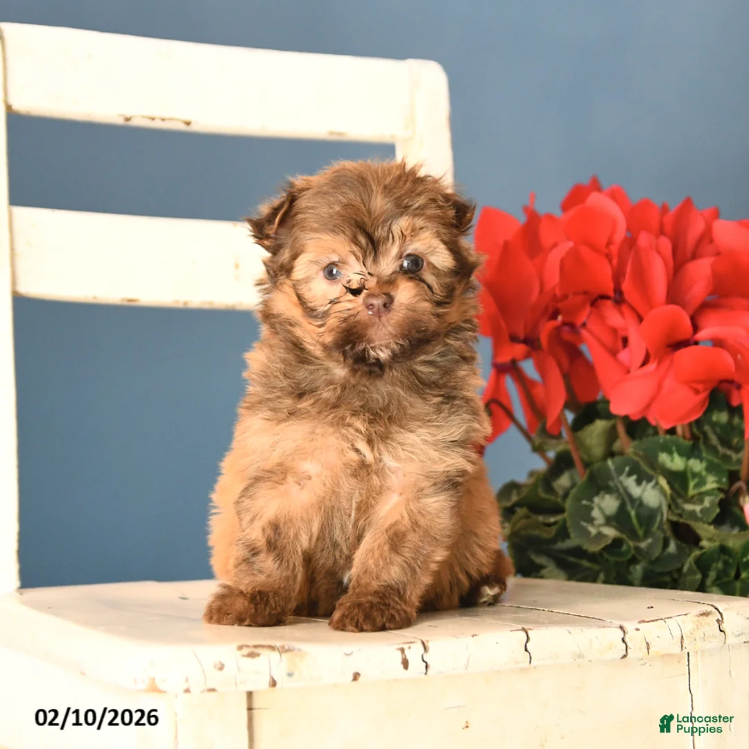 Havanese dogs for sale: Pal  - Ad 2