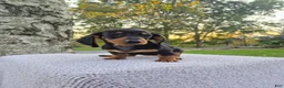 Miniature Dachshund dogs for sale: Remy  - Ad 5
