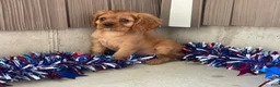 Cavalier King Charles Spaniel dogs for sale: Helen Cavalier King Charles Spaniel  - Ad 12