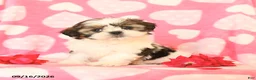 Shih Tzu dogs for sale: Cupcake - Ad 2
