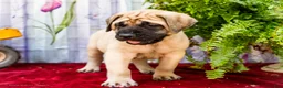 English Mastiff dogs for sale: Morley - Ad 5