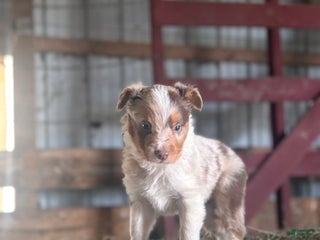 Australian Shepherd dogs Lincoln - Ad 18