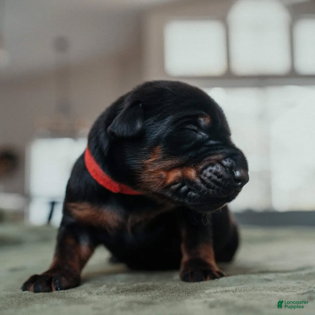 Doberman Pinscher dogs Black Velvet Abyss Charon (European) - Ad 2