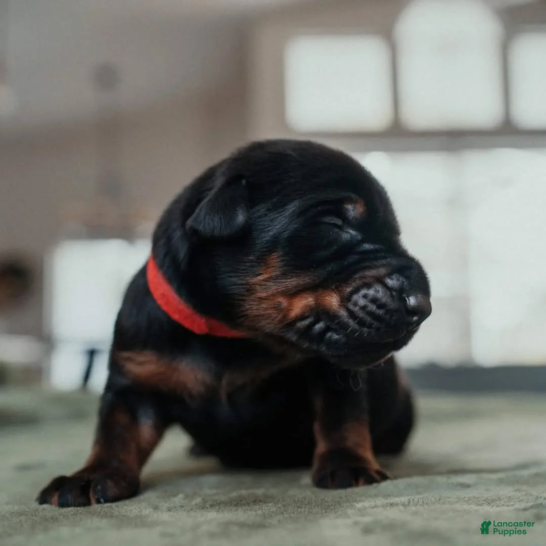 Doberman Pinscher dogs for sale: Black Velvet Abyss Charon (European) - Ad 2