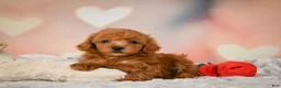 Toy Poodle dogs for sale: Alice - Ad 9