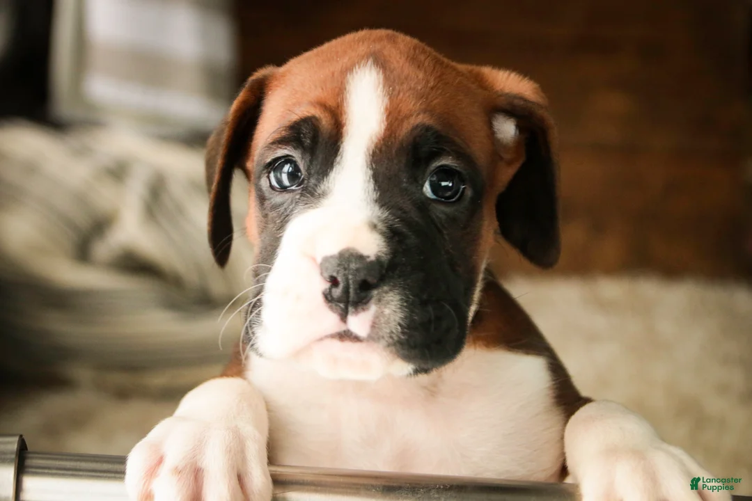 Boxer dogs for sale: Cappuccino - Ad 6