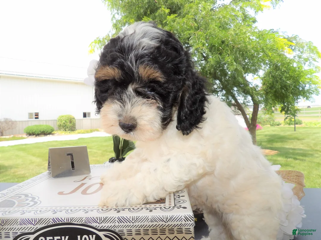 Gallery Image {{count}}