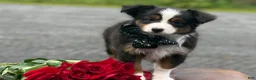 Toy Australian Shepherd dogs for sale: Tommy - Ad 7