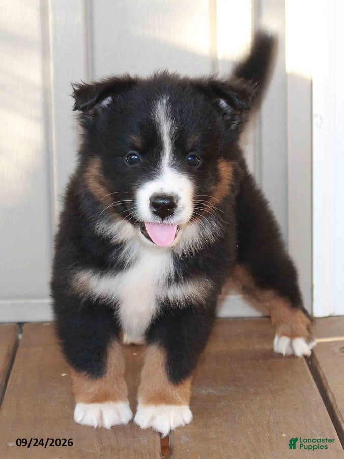 Mixed Breed dogs Craig - Ad 1