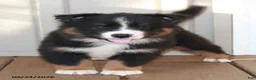 Mixed Breed dogs for sale: Craig - Ad 1