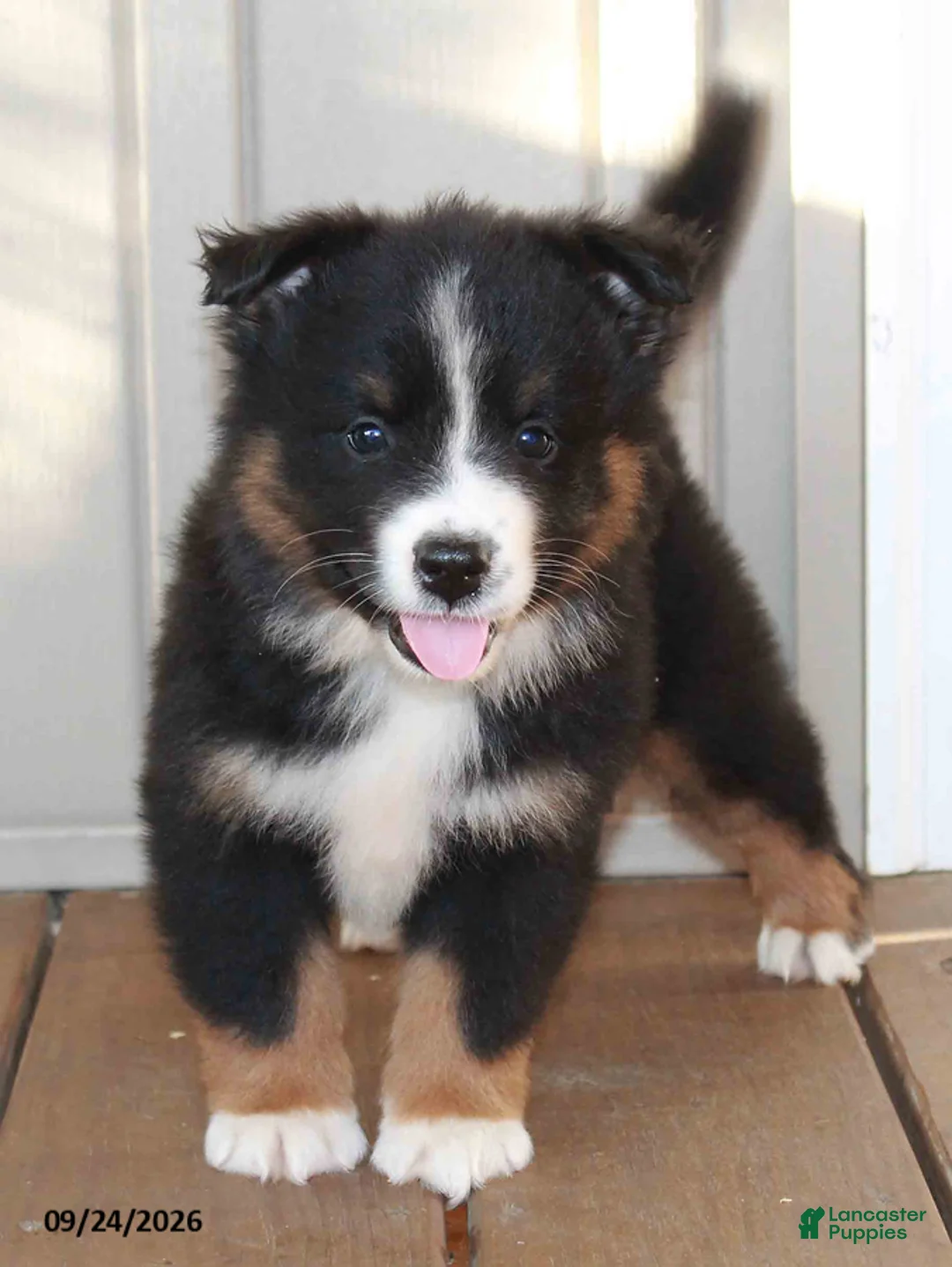 Mixed Breed dogs for sale: Craig - Ad 1