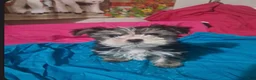 Morkie dogs for sale: Morkie Boy - Ad 1