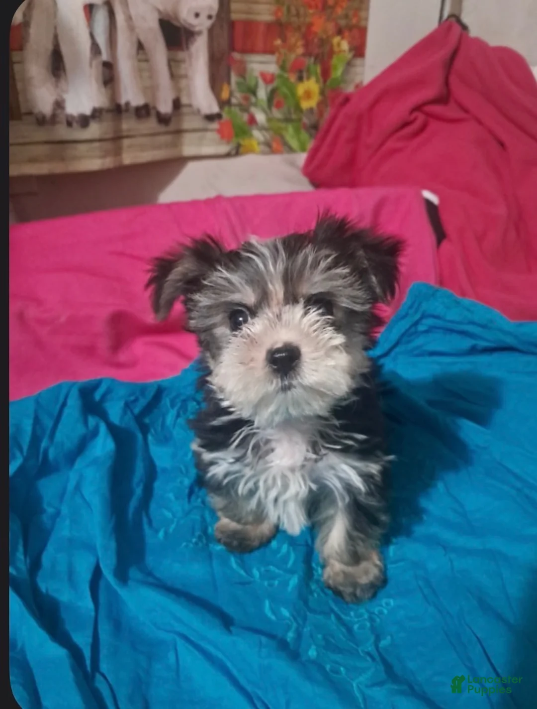 Morkie dogs for sale: Morkie Boy - Ad 1