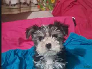 Morkie dogs Morkie Boy - Ad 13