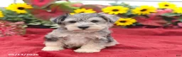Miniature Schnauzer dogs for sale: Gunther - Ad 4