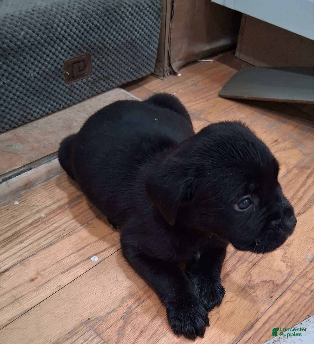 Cane Corso dogs for sale: Cane Corso Puppy 9 - Ad 1