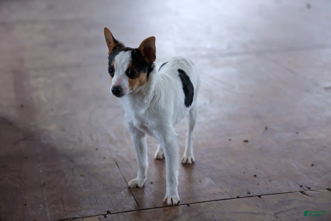 Toy Fox Terrier dogs for sale: Theo  - Ad 18