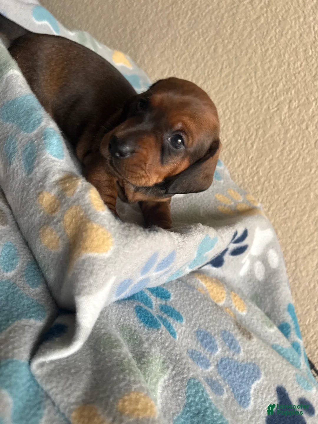 Dachshund dogs for sale: Bo - Ad 2