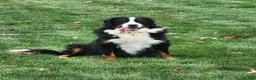 Miniature Bernese Mountain Dog dogs for sale: Chase - Ad 12