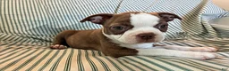 Boston Terrier dogs for sale: Carla - Ad 7