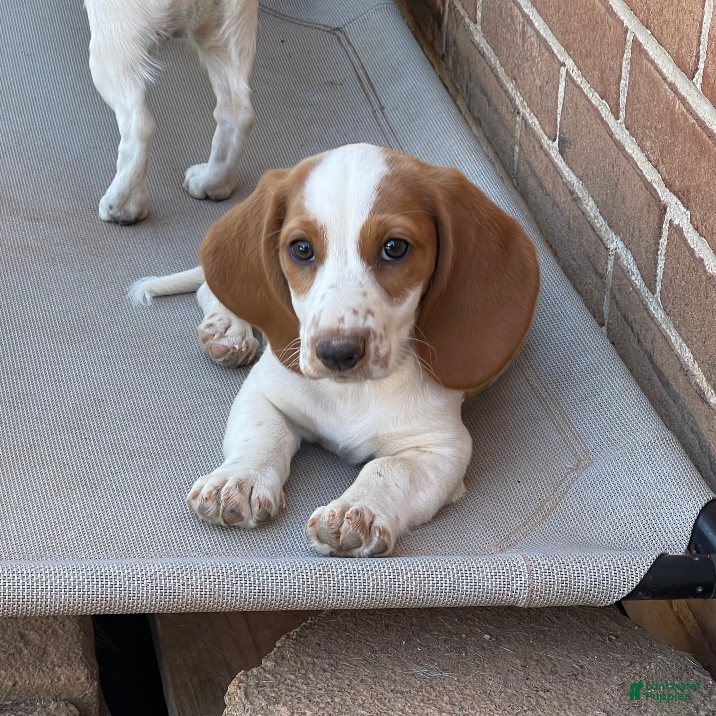 Dachshund dogs Poppy  - Ad 42