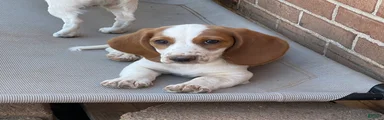 Poppy 