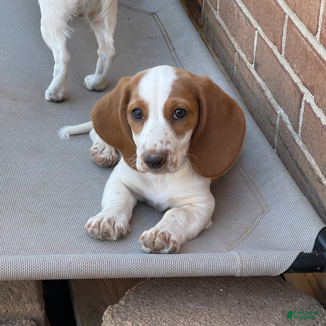 Dachshund dogs for sale: Poppy  - Ad 1