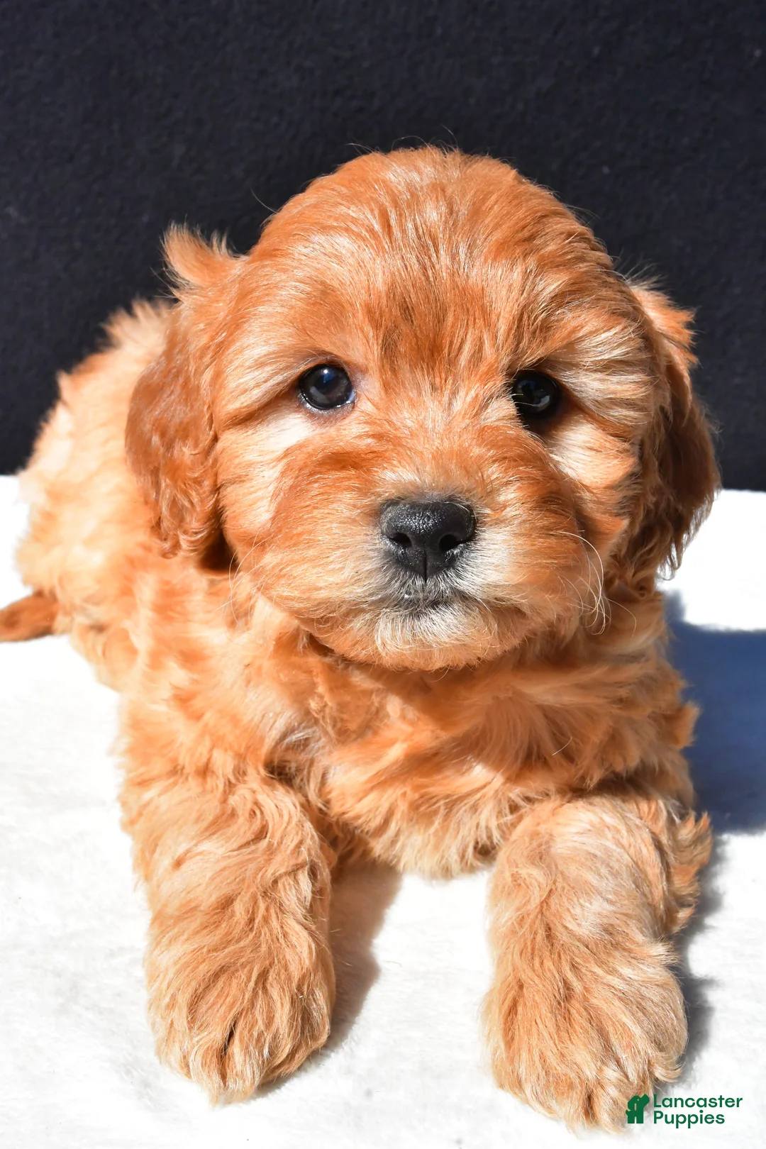 Mini Goldendoodle dogs for sale: Daisy - Ad 10