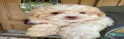 Shihpoo dogs for sale: Sullivan - Ad 18