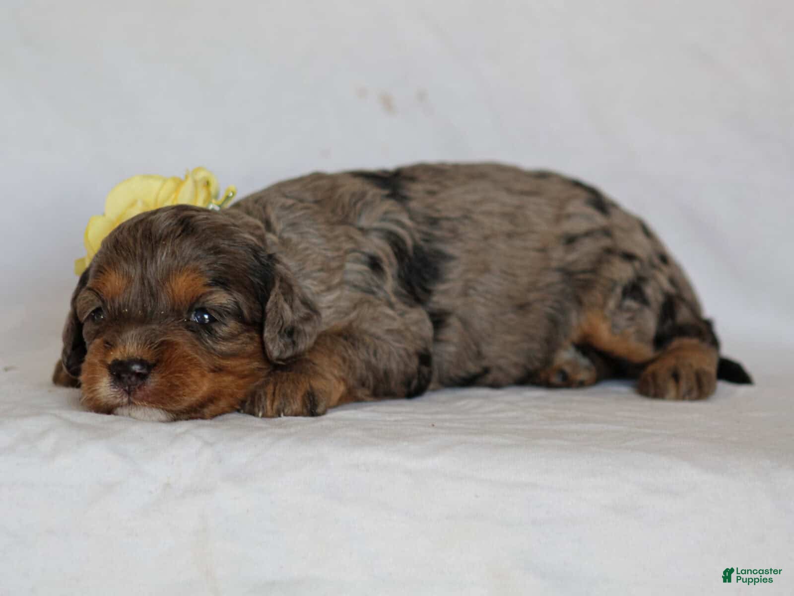 Cavapoo dogs Jessy - Ad 2