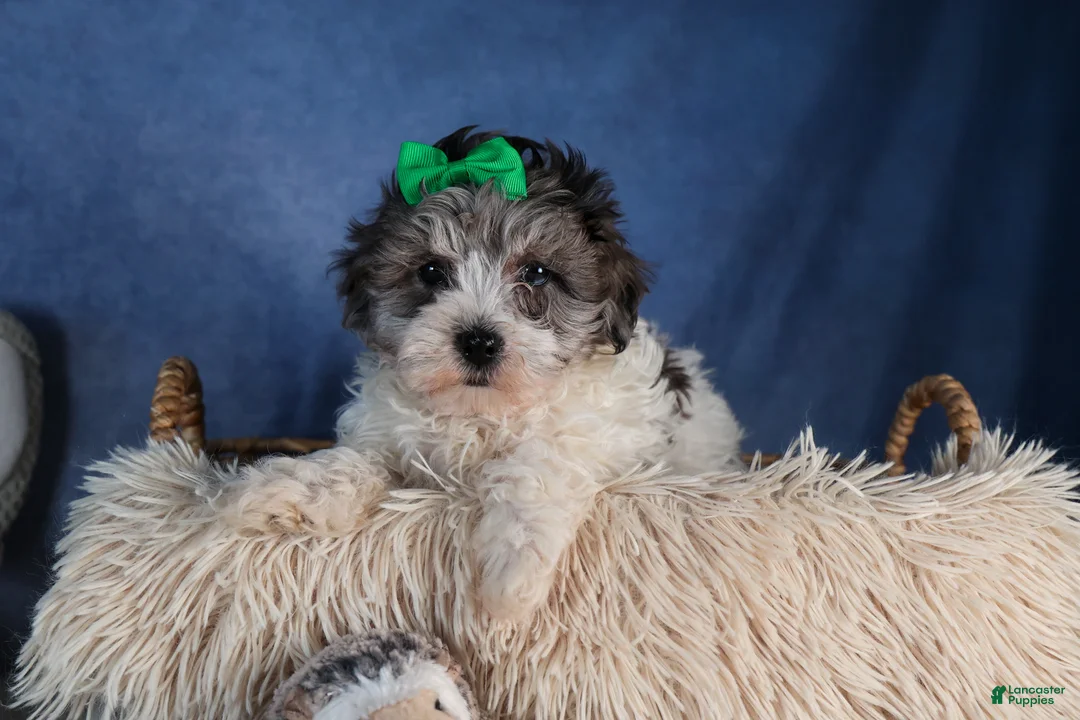 Havapoo dogs for sale: EDDIE - Ad 7