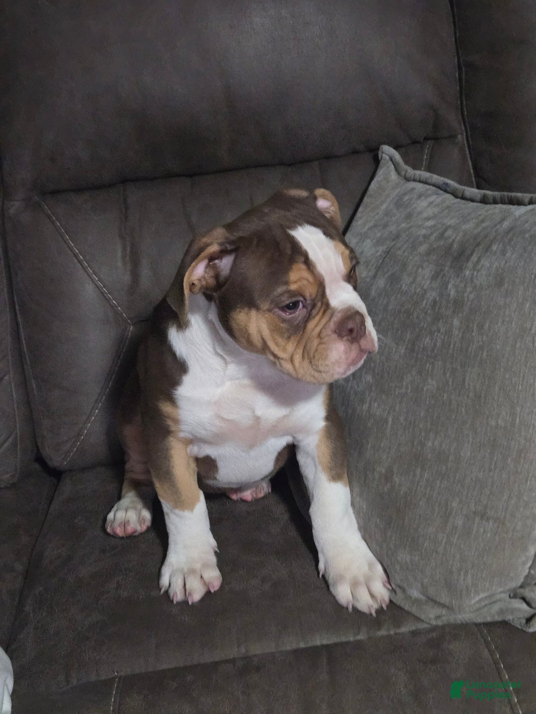 Olde English Bulldogge dogs for sale: Olde English Bulldogge Puppy 1 - Ad 7