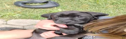 Boxador dogs for sale: Anne - Ad 4
