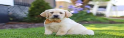 Labrador Retriever dogs for sale: Buster - Ad 5