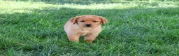 Labrador Retriever dogs for sale: Cassidy - Ad 4