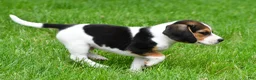 Beagle dogs for sale: Jackson - Ad 3