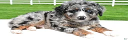 Mixed Breed dogs for sale: Landon - Ad 3