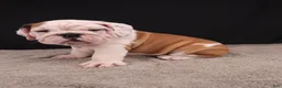 English Bulldog dogs for sale: Charlie  - Ad 4