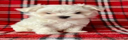 Maltese dogs for sale: Banjo - Ad 5