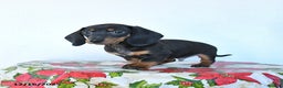 Miniature Dachshund dogs for sale: Scooter - Ad 4