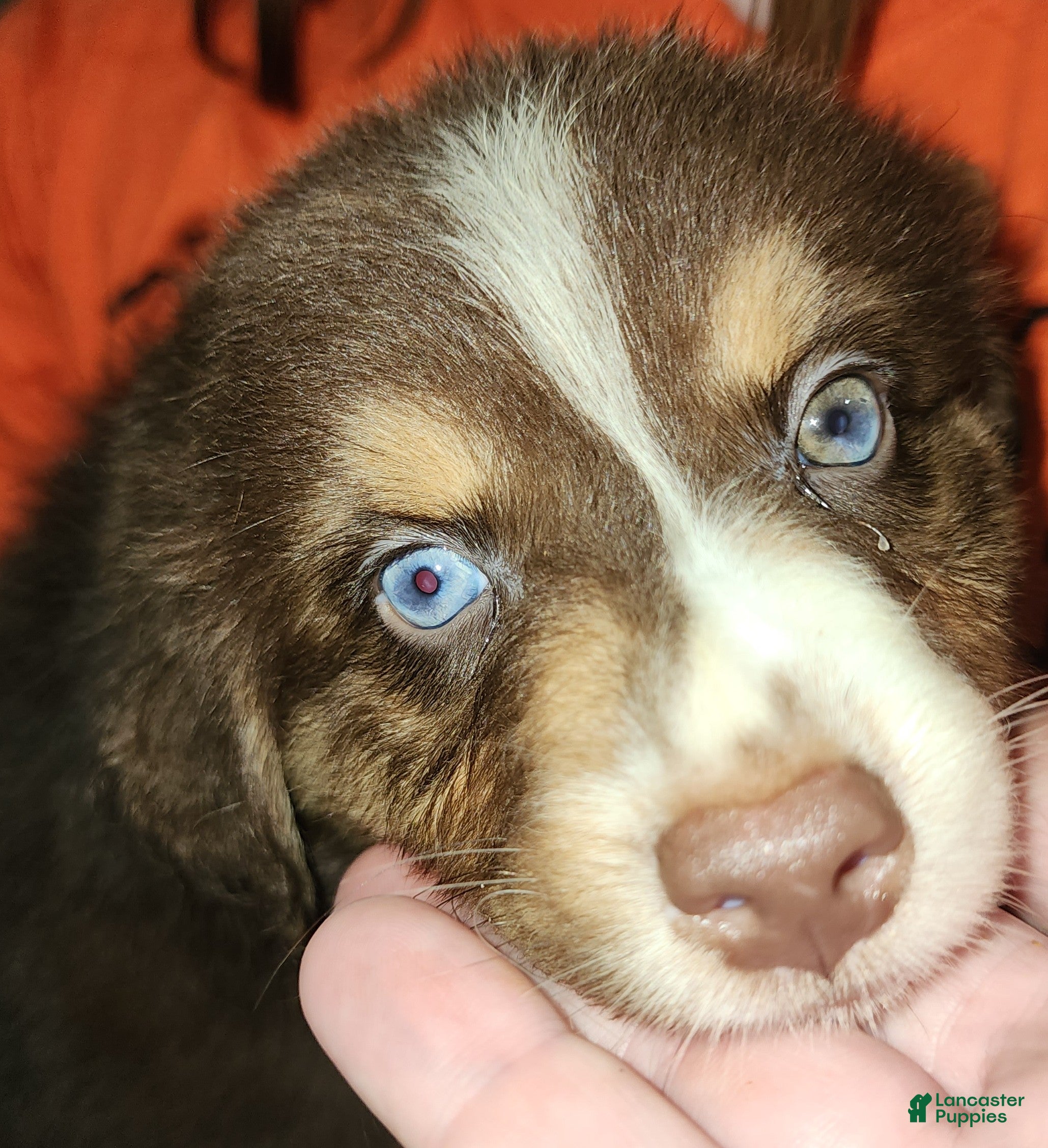 Australian Shepherd dogs Chelly - Ad 2