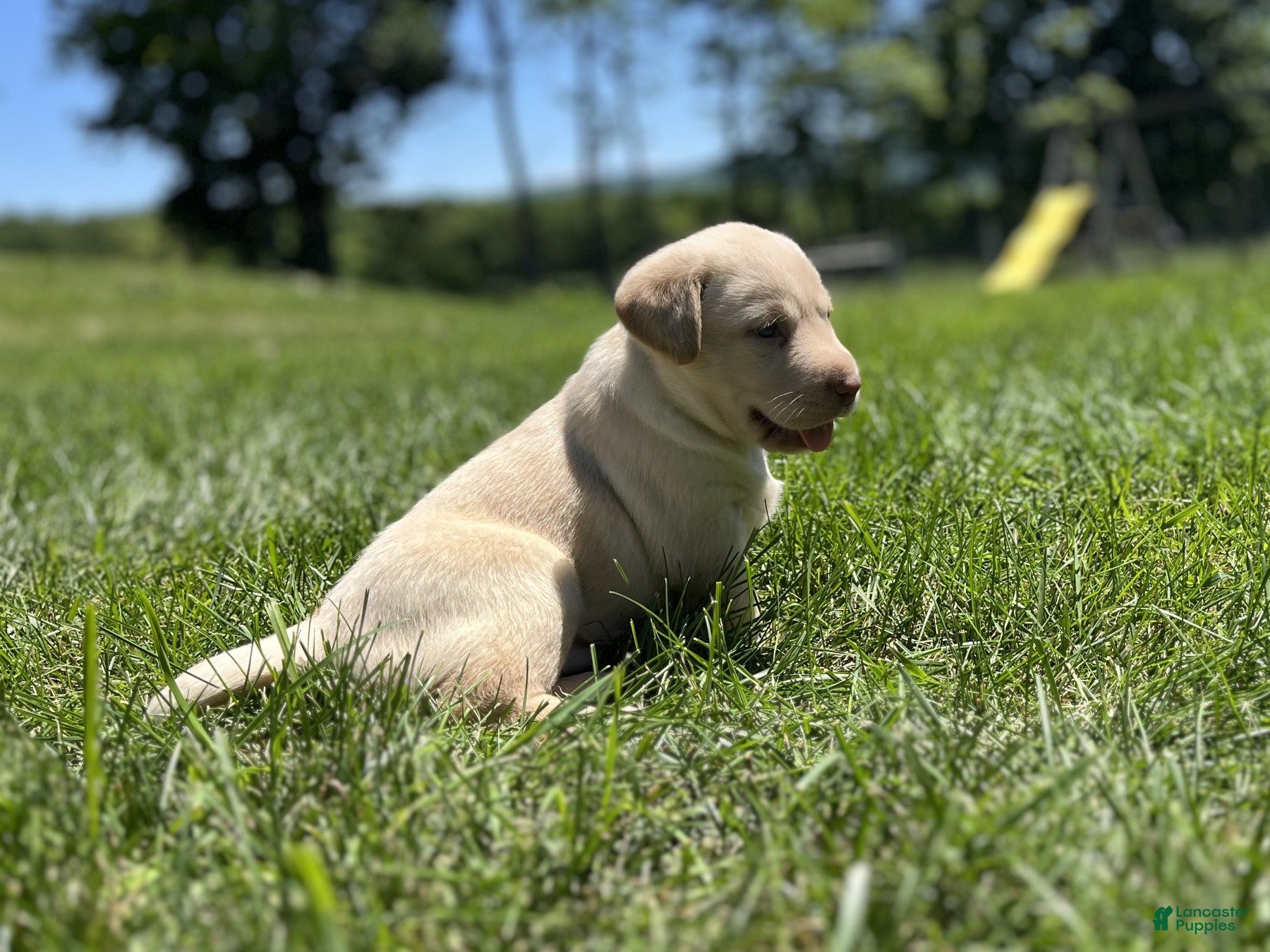 Labrador Retriever dogs Mandy - Ad 2