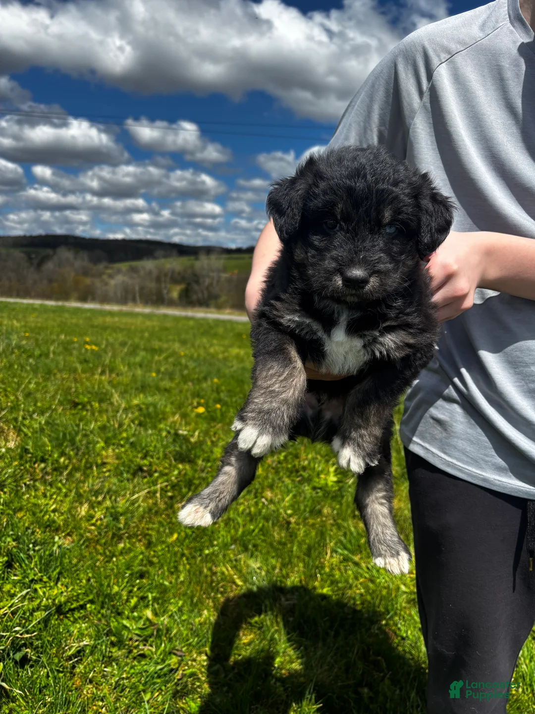 Huskipoo dogs for sale: Licorice - Ad 1