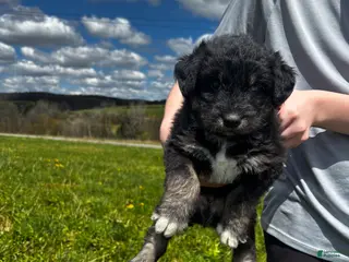 Huskipoo dogs Licorice - Ad 2