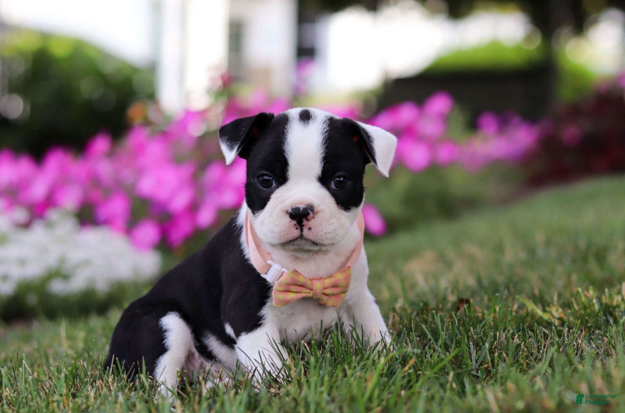 Boston Terrier dogs Xena - Ad 1
